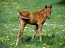 horse