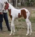 horse