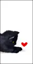 kitty love