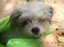 cutie chewey