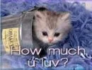 Kitten Love