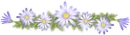 purple flowers