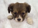 a cute little puppy