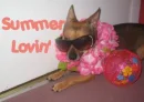 Summer Lovin'
