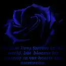 bule rose