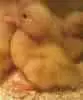 baby ducky