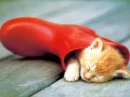 kitty in the boots