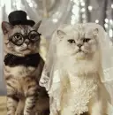 kitties
