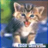 Bad Kitty