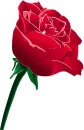 rose