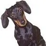 dachshund