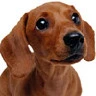 dachshund