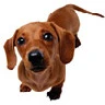 dachshund