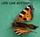 Butterlfly