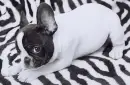 bulldog