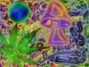 Weed