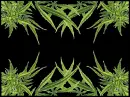 Weed