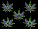 Weed