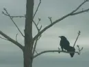 Raven