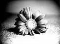 Flowers.