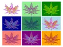 Weed