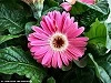 gerbera