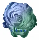 Mary