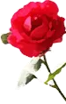 PRETTY ROSE