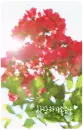 red flowers