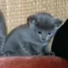 Kitten