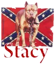 stacy - pitbull