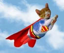 super cat!!