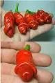 Peperoncino,