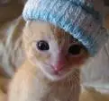 kitty cat