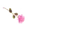 Rose Pen Light Pink - Prescy