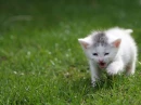 cuddels playing with grass