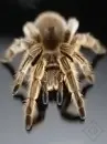 tarantula!!