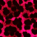 panther prints