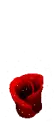 red rose