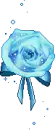 blue rose