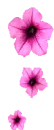 purple flowers