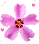 purple flower