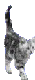cute cat