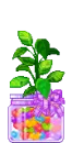 Plant in Candy Jar