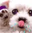 awww kawaii puppy!