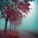 pink trees