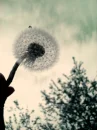 make a wish