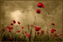 red flowers