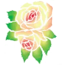 Rose with Alternating Colors