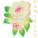 Daniella Rose with Alternating Colors